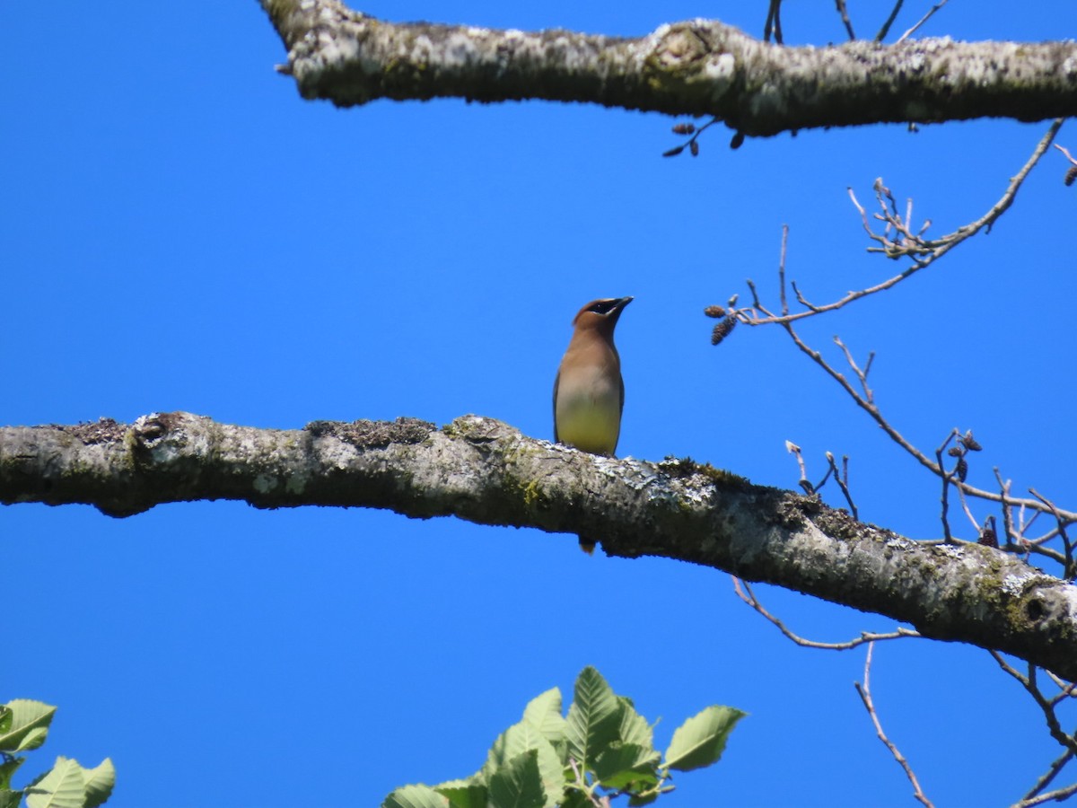 Cedar Waxwing - ML620626391