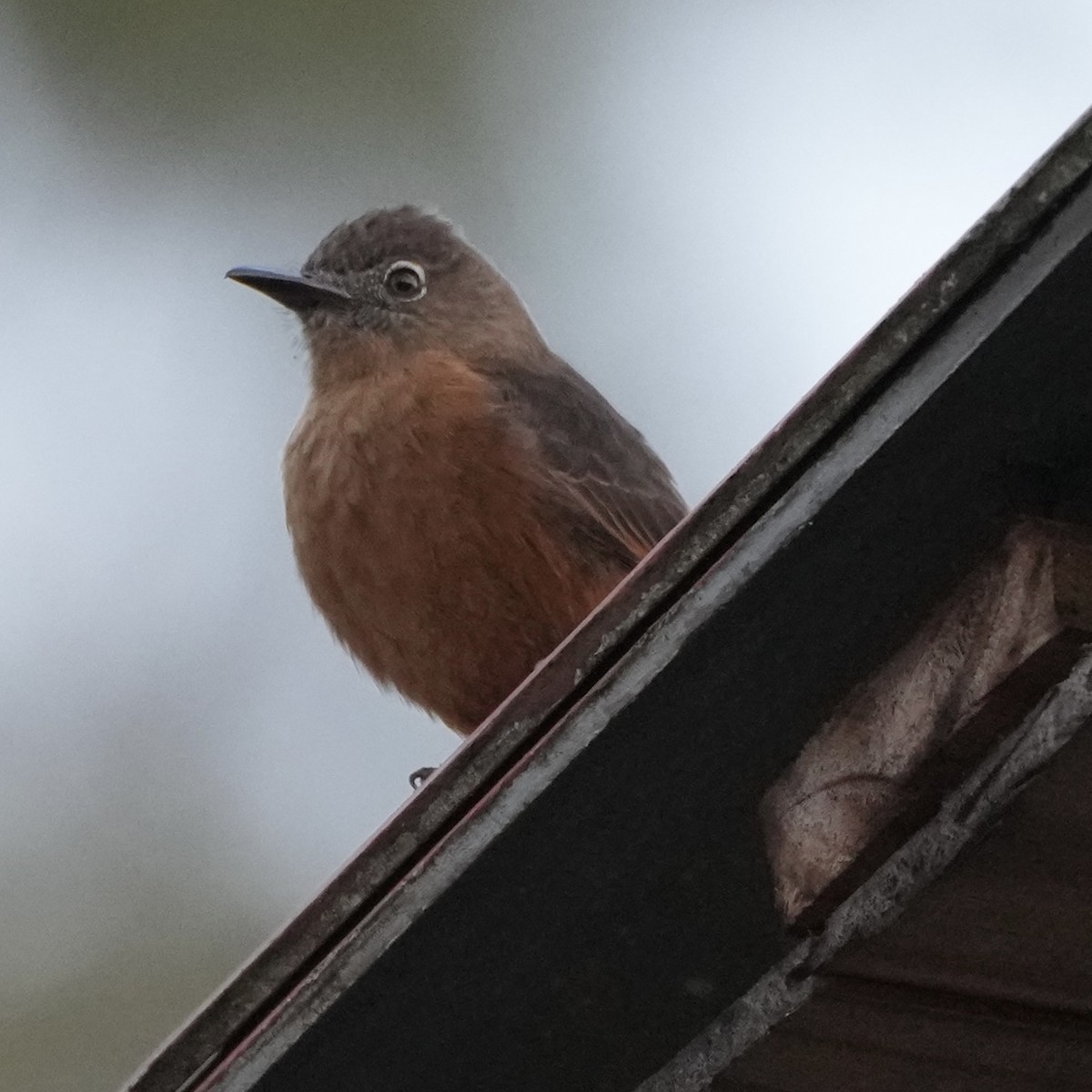 Cliff Flycatcher - ML620626392