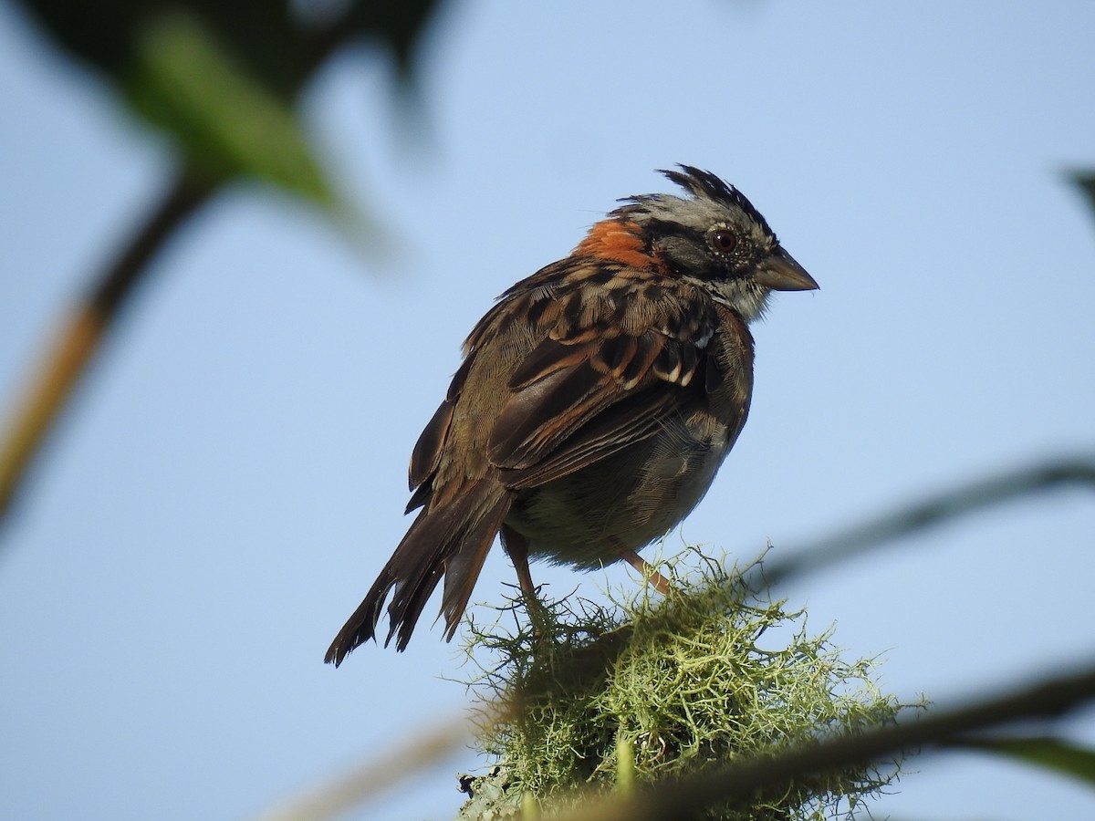 Rufous-collared Sparrow - ML620626394