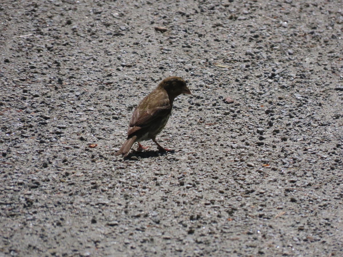 House Finch - ML620626396