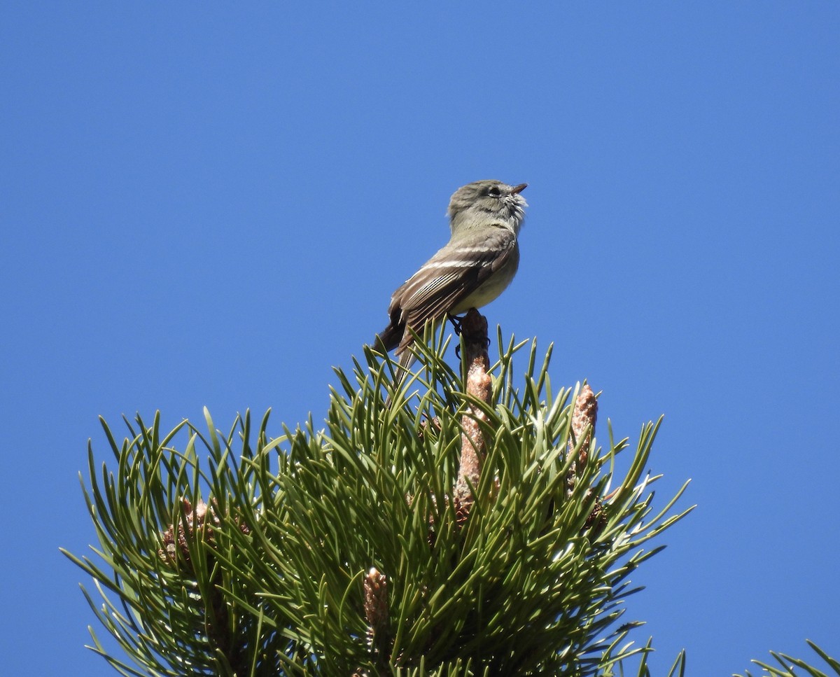 Hammond's Flycatcher - ML620626397