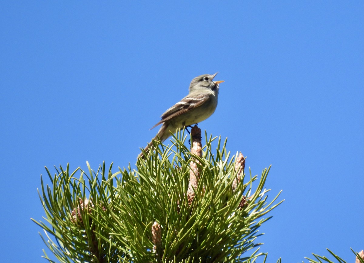 Hammond's Flycatcher - Jensy Shell