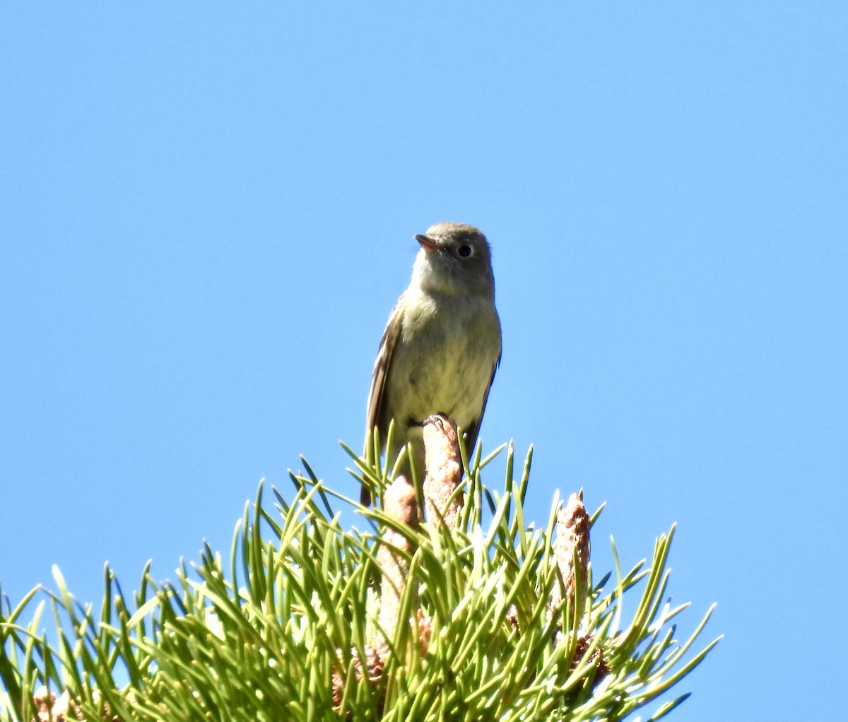 Hammond's Flycatcher - ML620626401