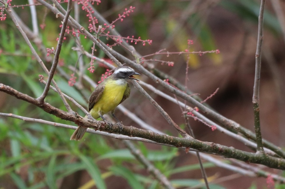 Social Flycatcher - ML620626402