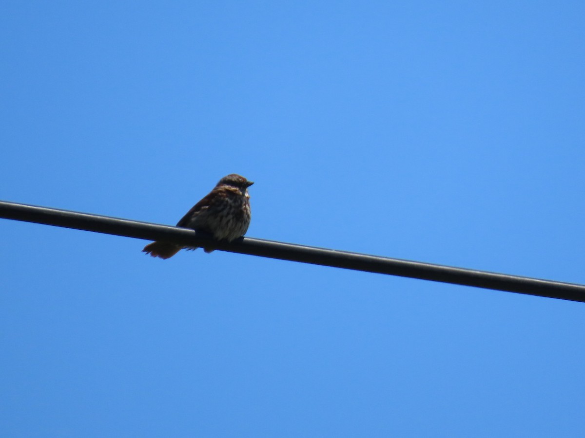 Song Sparrow - Jason Roos