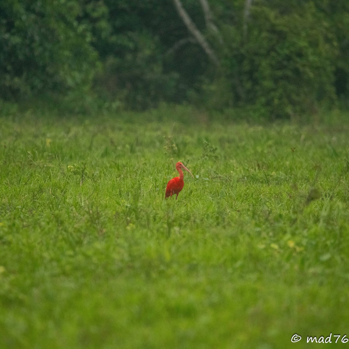 Scarlet Ibis - MARIO DELGADO