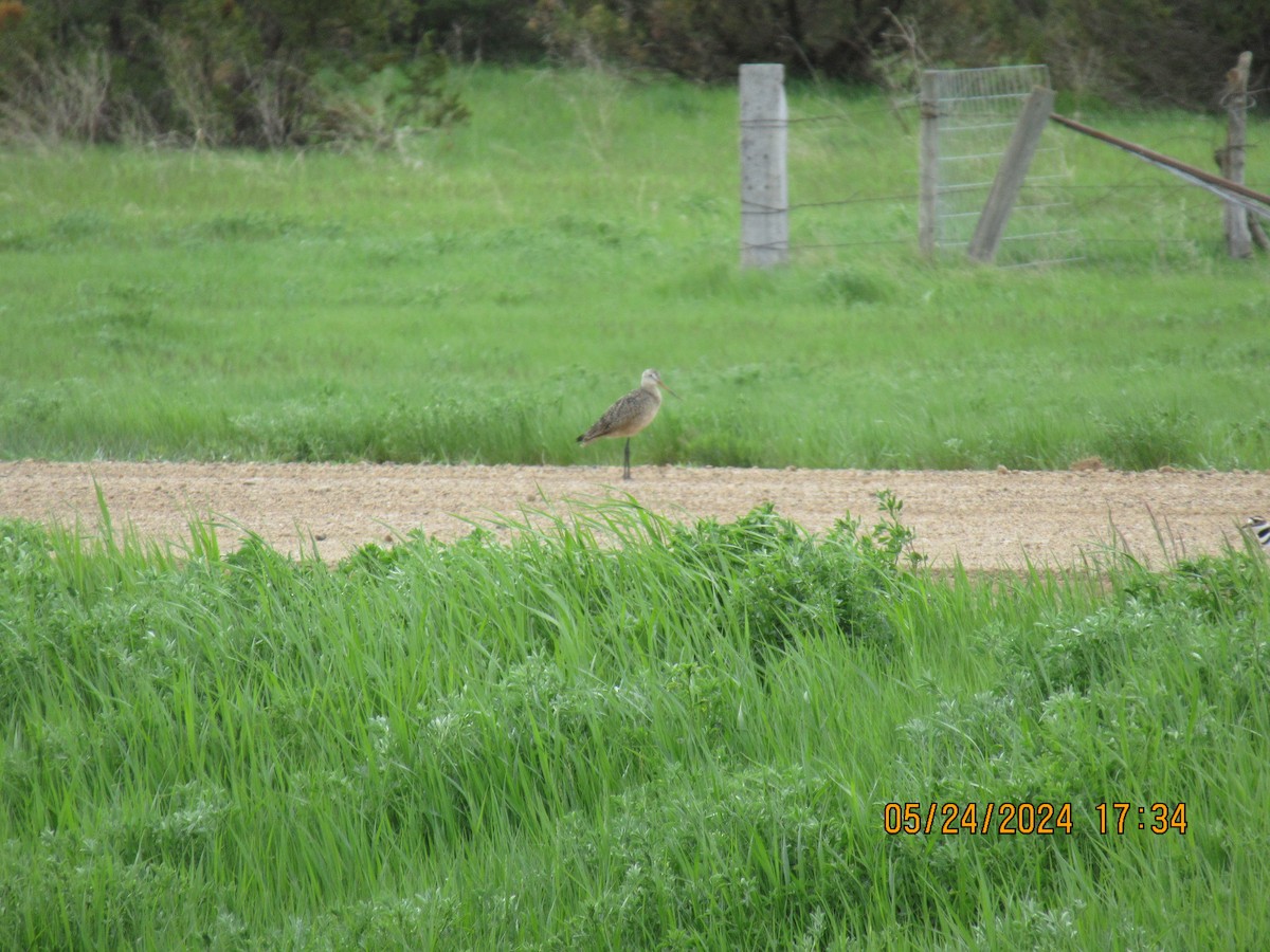 Marbled Godwit - ML620626408