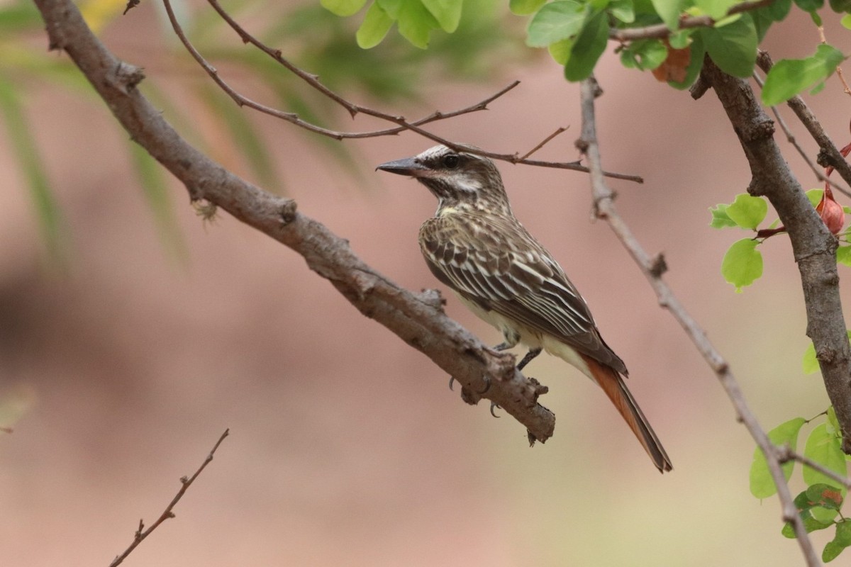 Sulphur-bellied Flycatcher - ML620626409