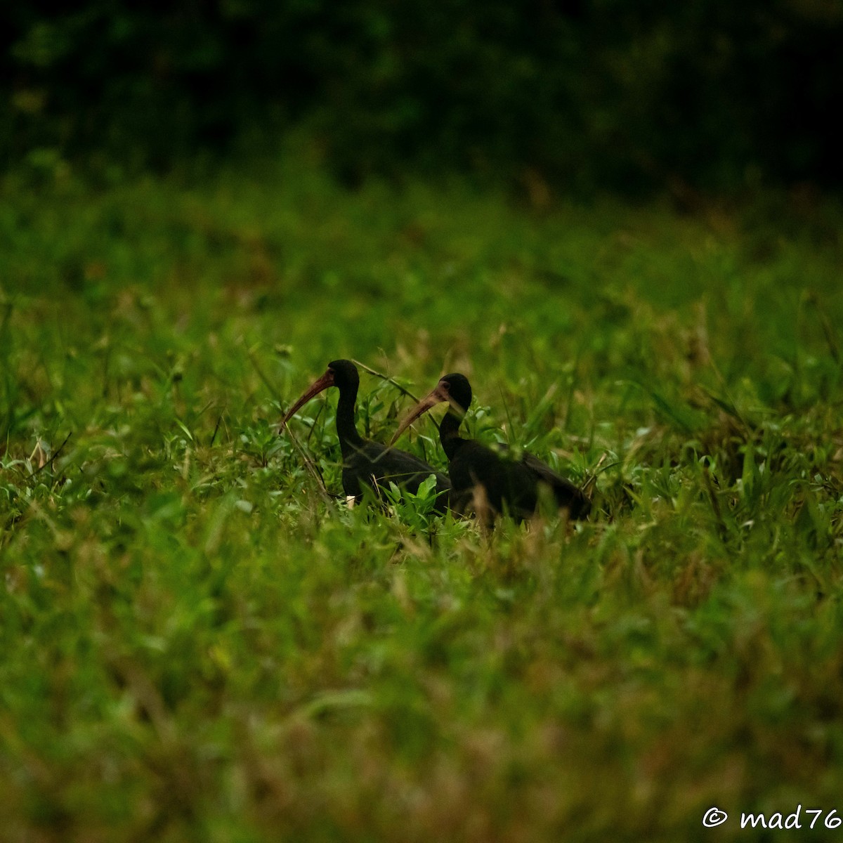 Ibis à face nue - ML620626411