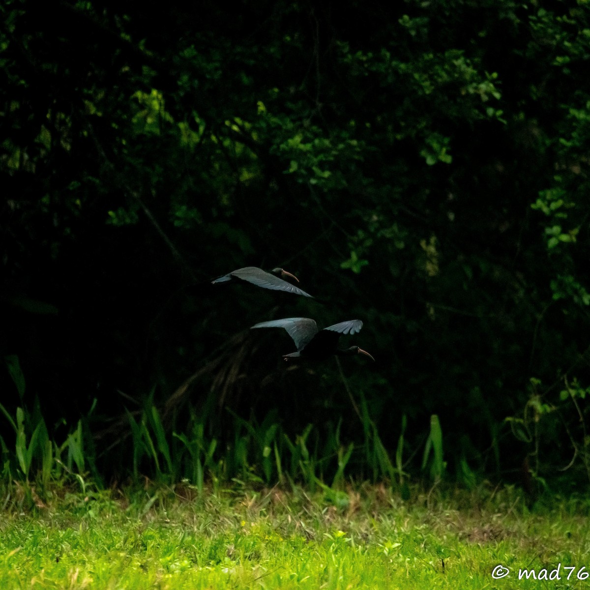 Bare-faced Ibis - ML620626412