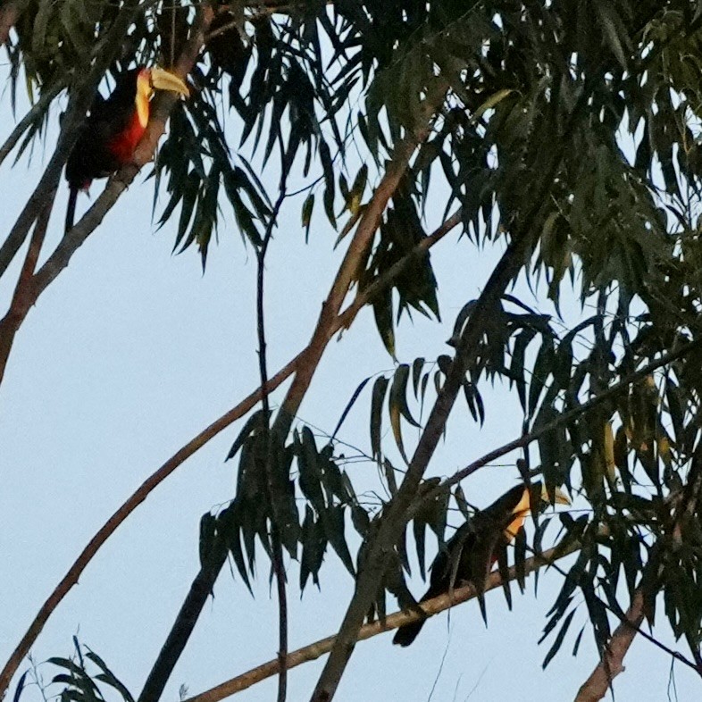 Red-breasted Toucan - ML620626413
