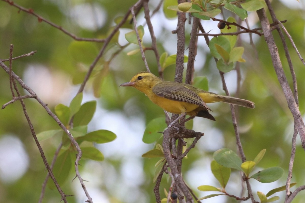 Goldbauchvireo - ML620626416