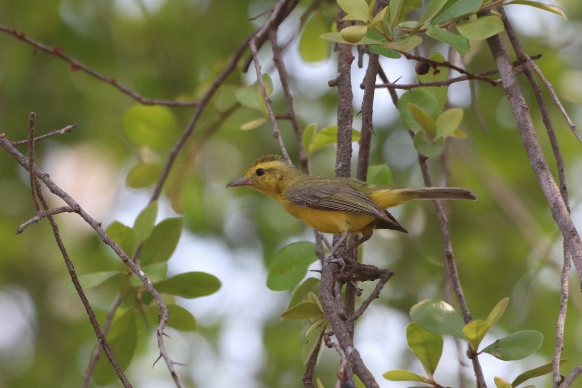 Golden Vireo - ML620626417