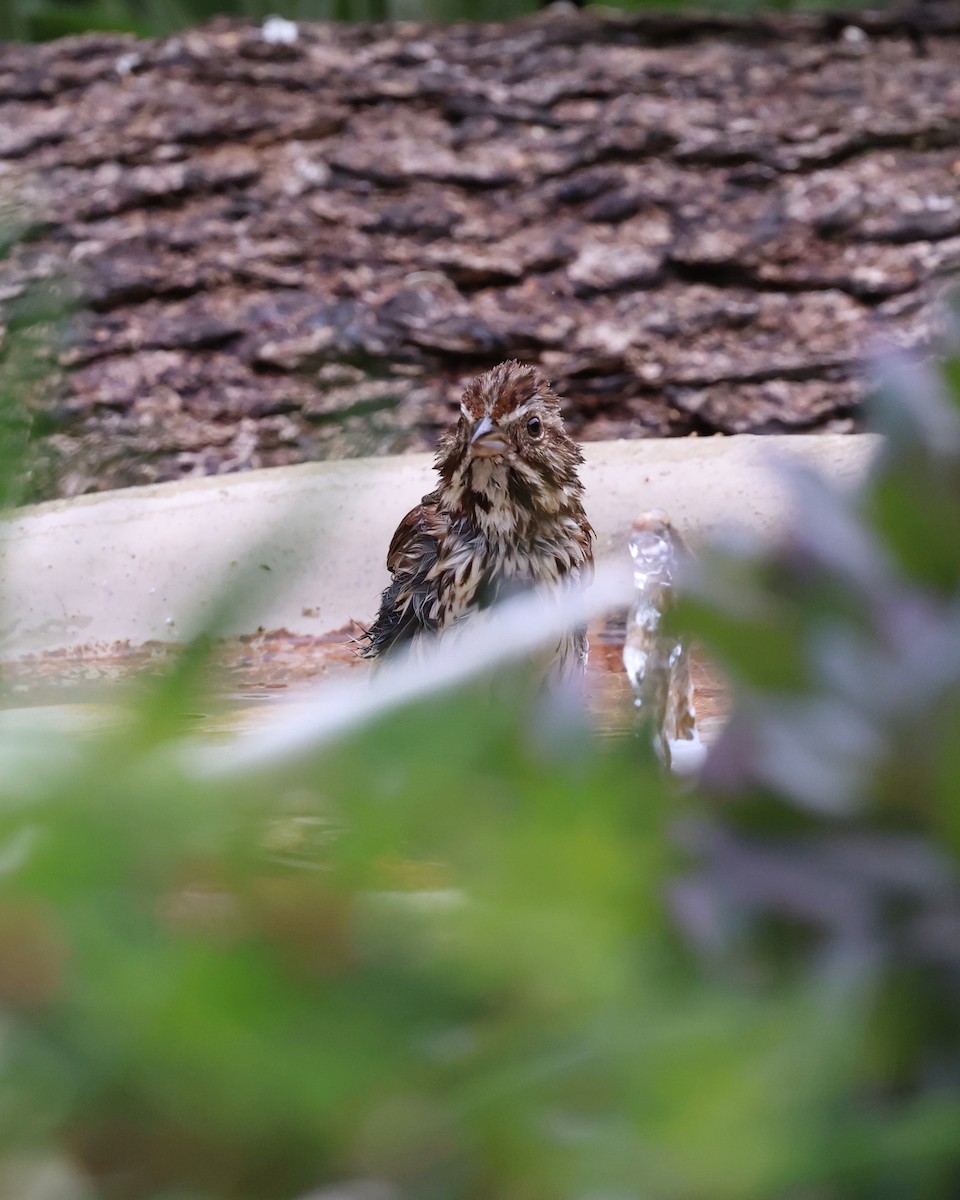 Song Sparrow - ML620626418