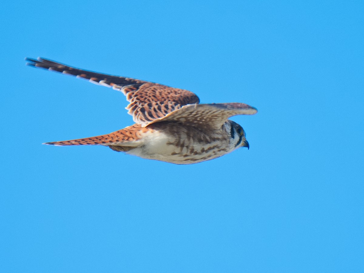 American Kestrel - ML620626419