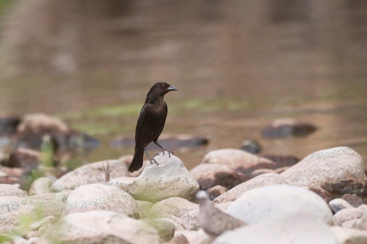 Bronzed Cowbird - ML620626427