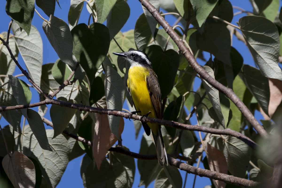 Lesser Kiskadee - ML620626429