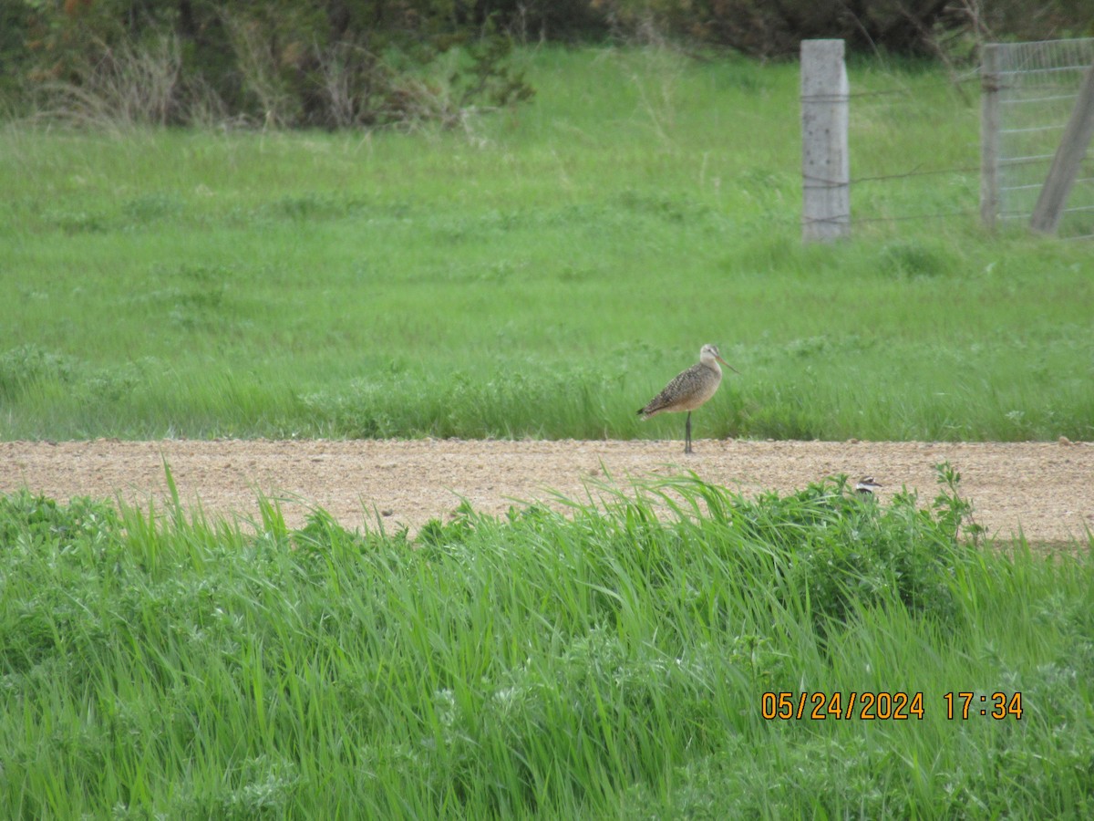 Marbled Godwit - ML620626430