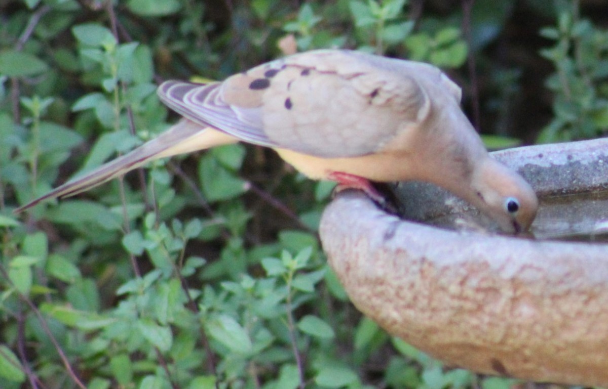 Mourning Dove - ML620626431