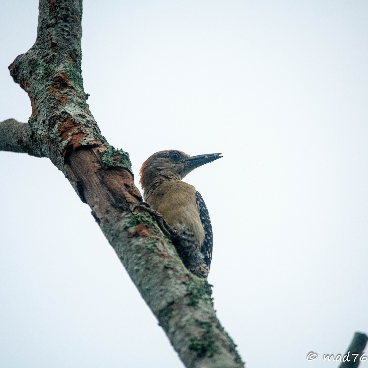 Red-crowned Woodpecker - MARIO DELGADO