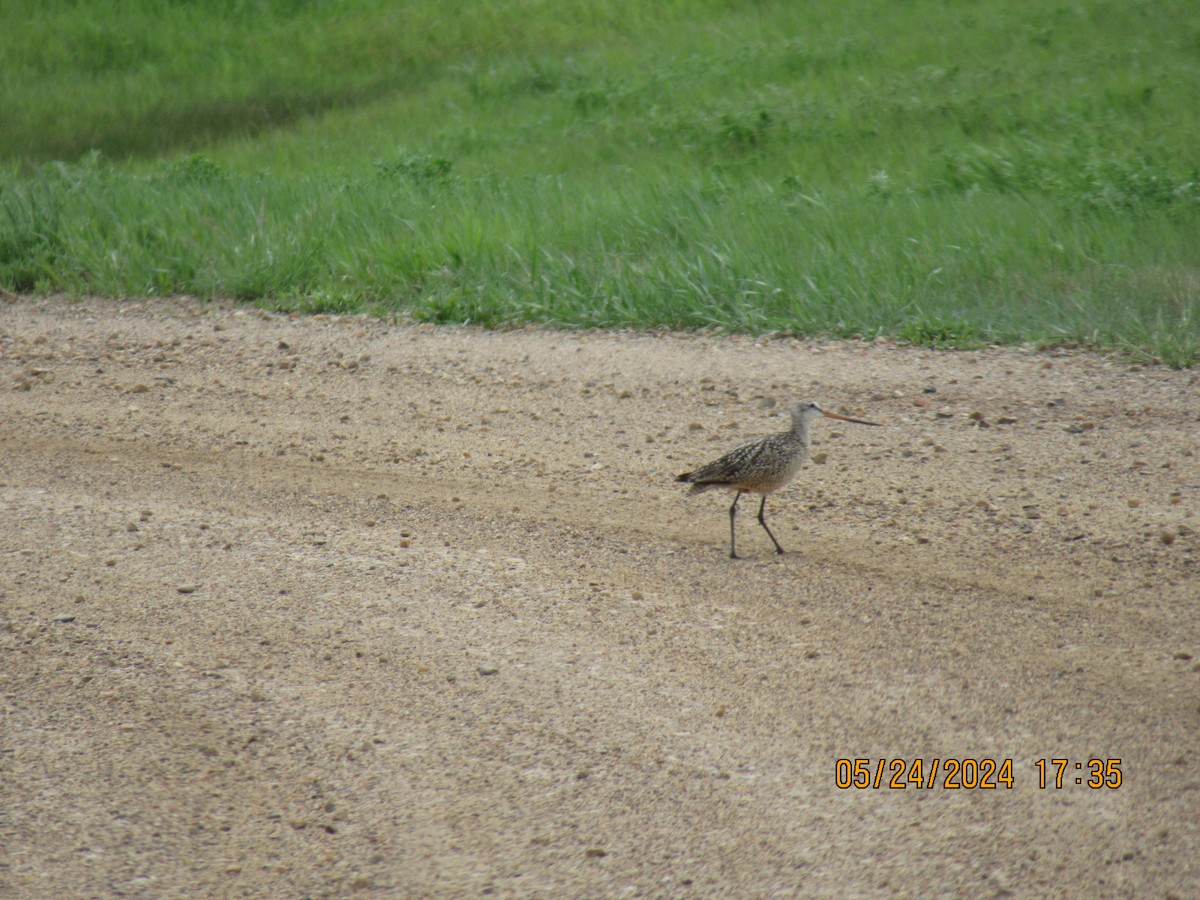 Marbled Godwit - ML620626434