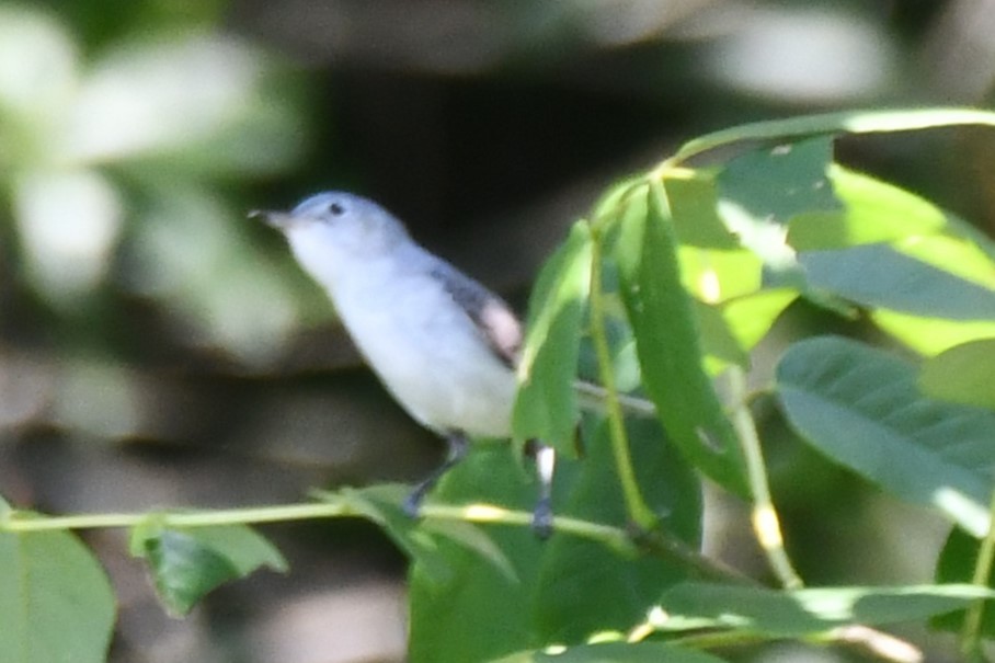 Blue-gray Gnatcatcher - ML620626438