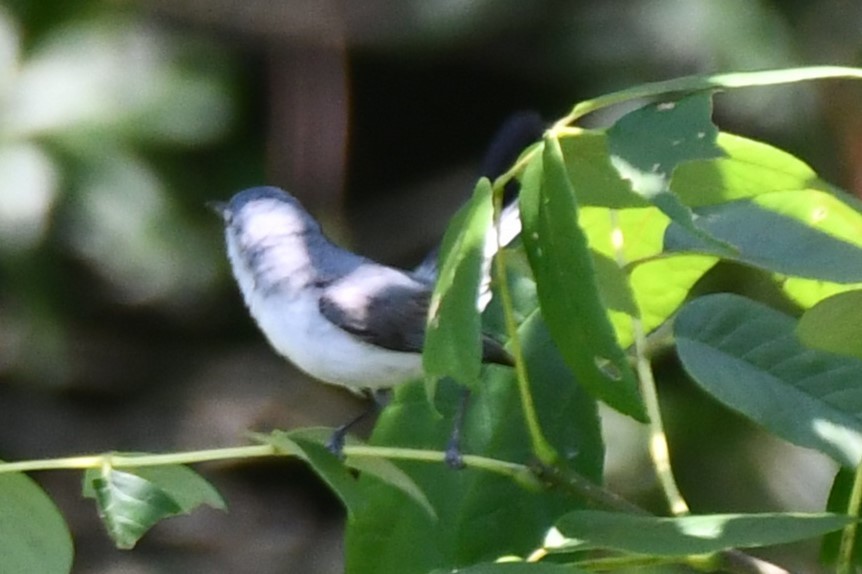 Blue-gray Gnatcatcher - ML620626439