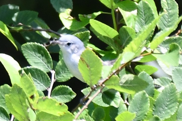 Blue-gray Gnatcatcher - ML620626440