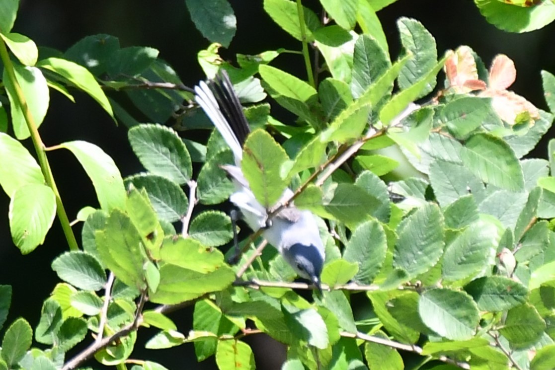 Blue-gray Gnatcatcher - ML620626441