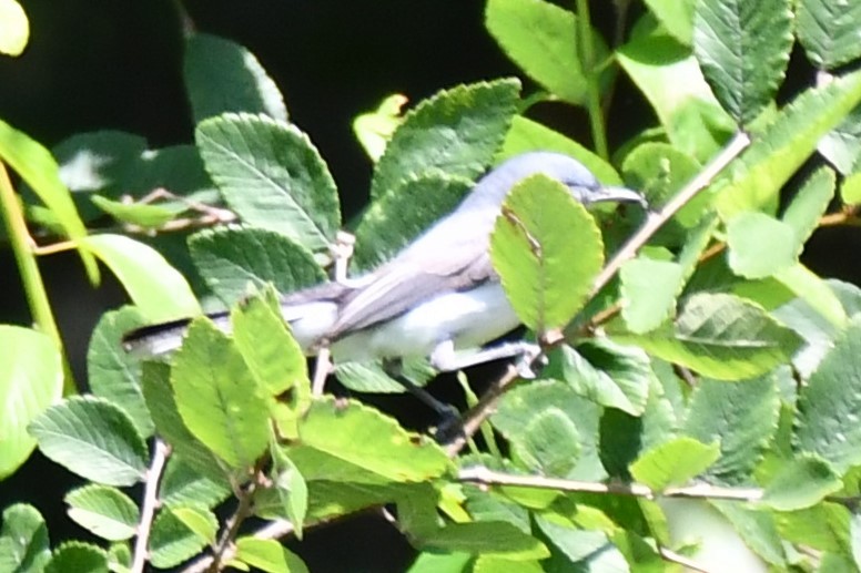 Blue-gray Gnatcatcher - ML620626444