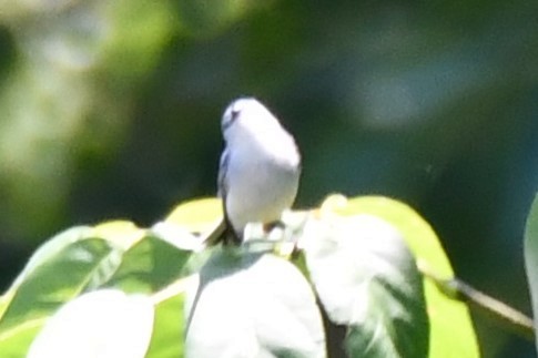 Blue-gray Gnatcatcher - ML620626446