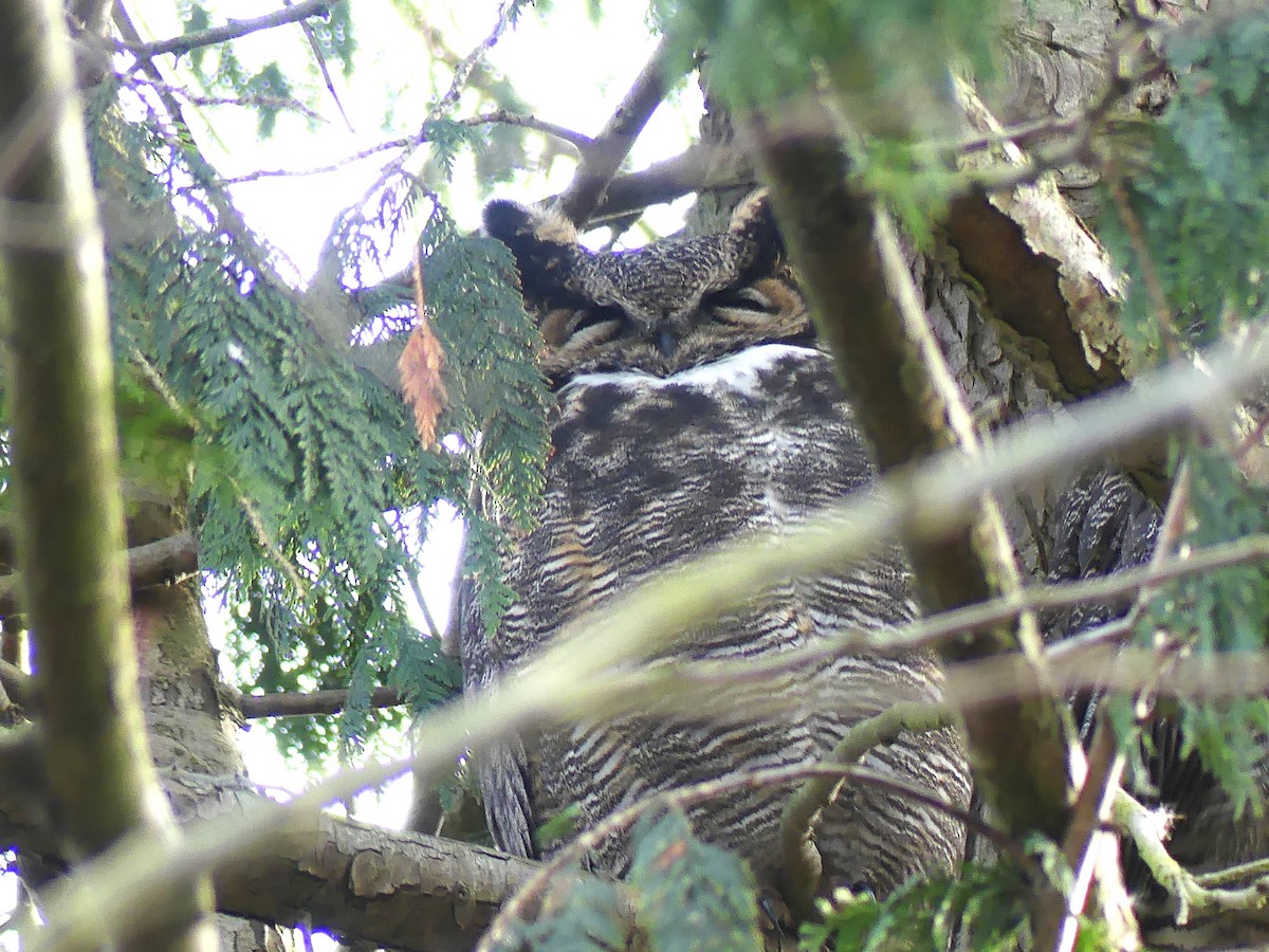 Great Horned Owl - ML620626447