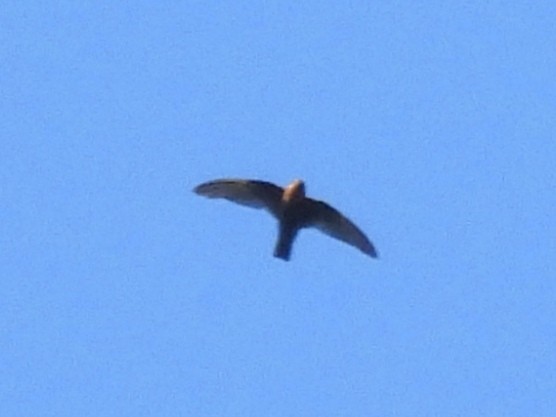 Chestnut-collared Swift - ML620626448