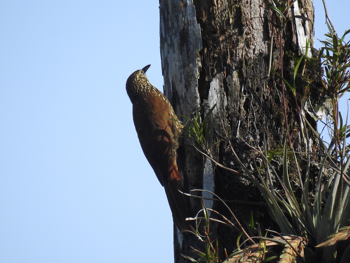 Spot-crowned Woodcreeper - ML620626457