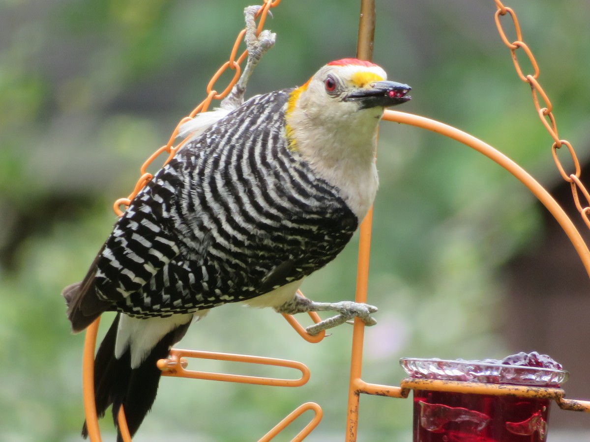 Golden-fronted Woodpecker - ML620626459