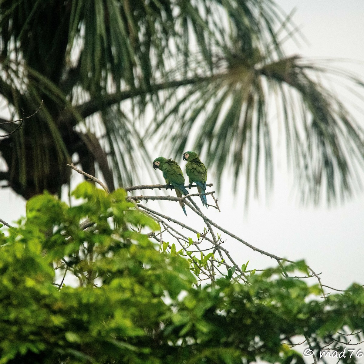 Chestnut-fronted Macaw - MARIO DELGADO