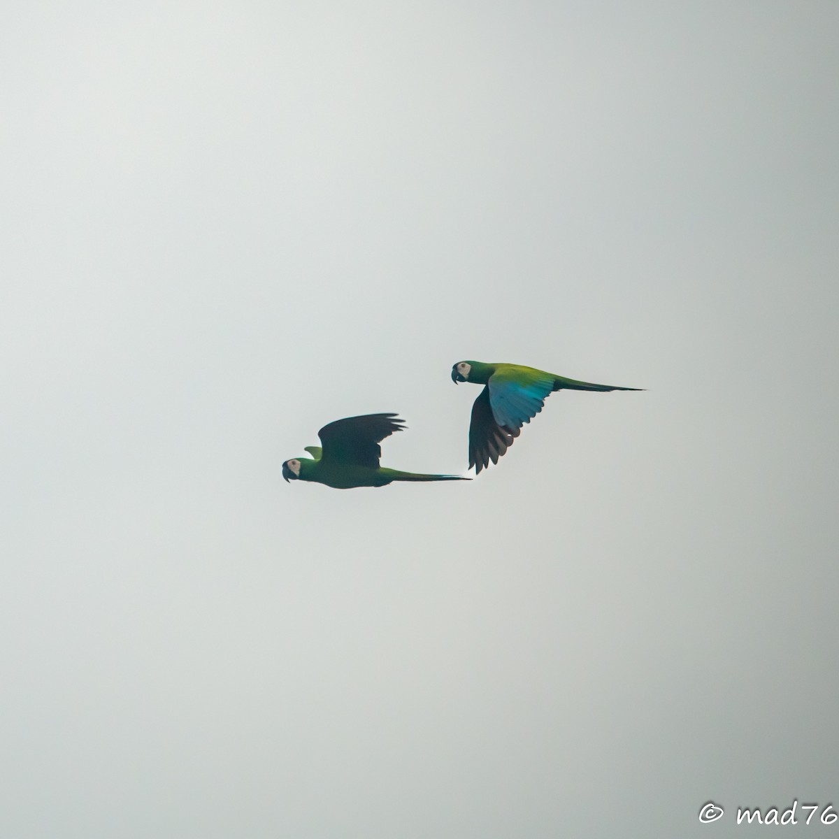 Chestnut-fronted Macaw - ML620626461