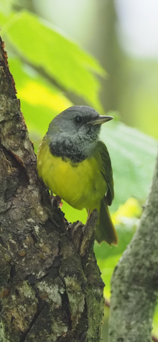 Mourning Warbler - ML620626463