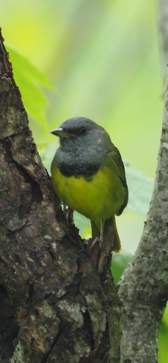 Mourning Warbler - ML620626464