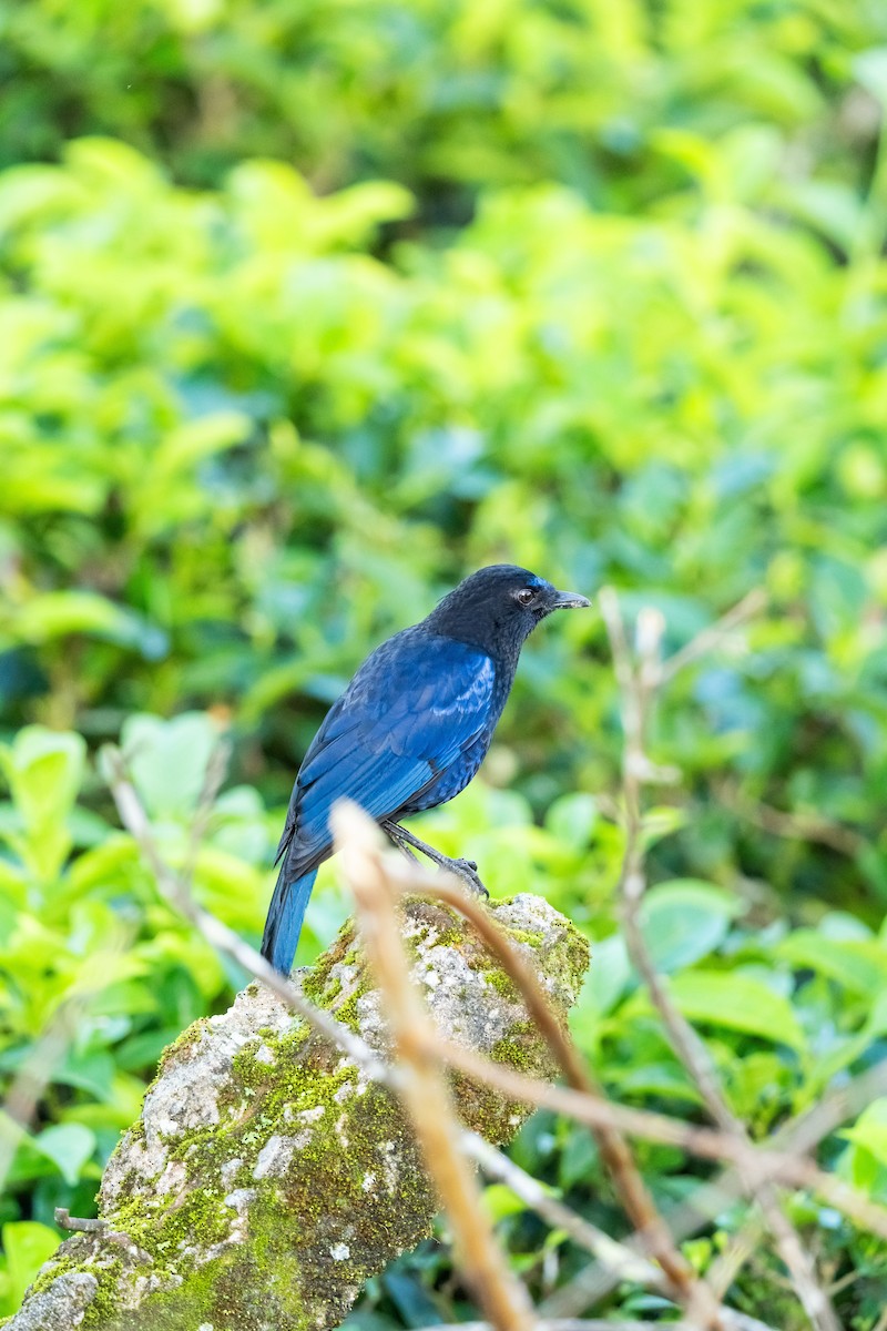 Malabar Whistling-Thrush - ML620626465