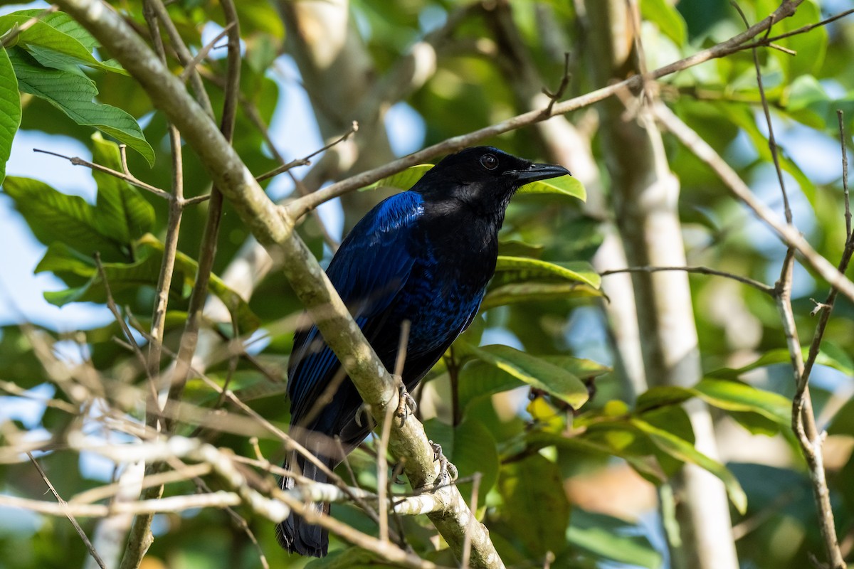 Malabar Whistling-Thrush - ML620626466