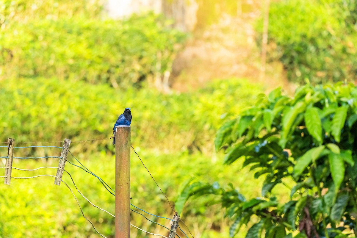 Malabar Whistling-Thrush - ML620626467