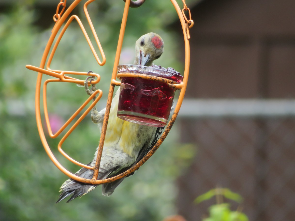 Golden-fronted Woodpecker - ML620626469