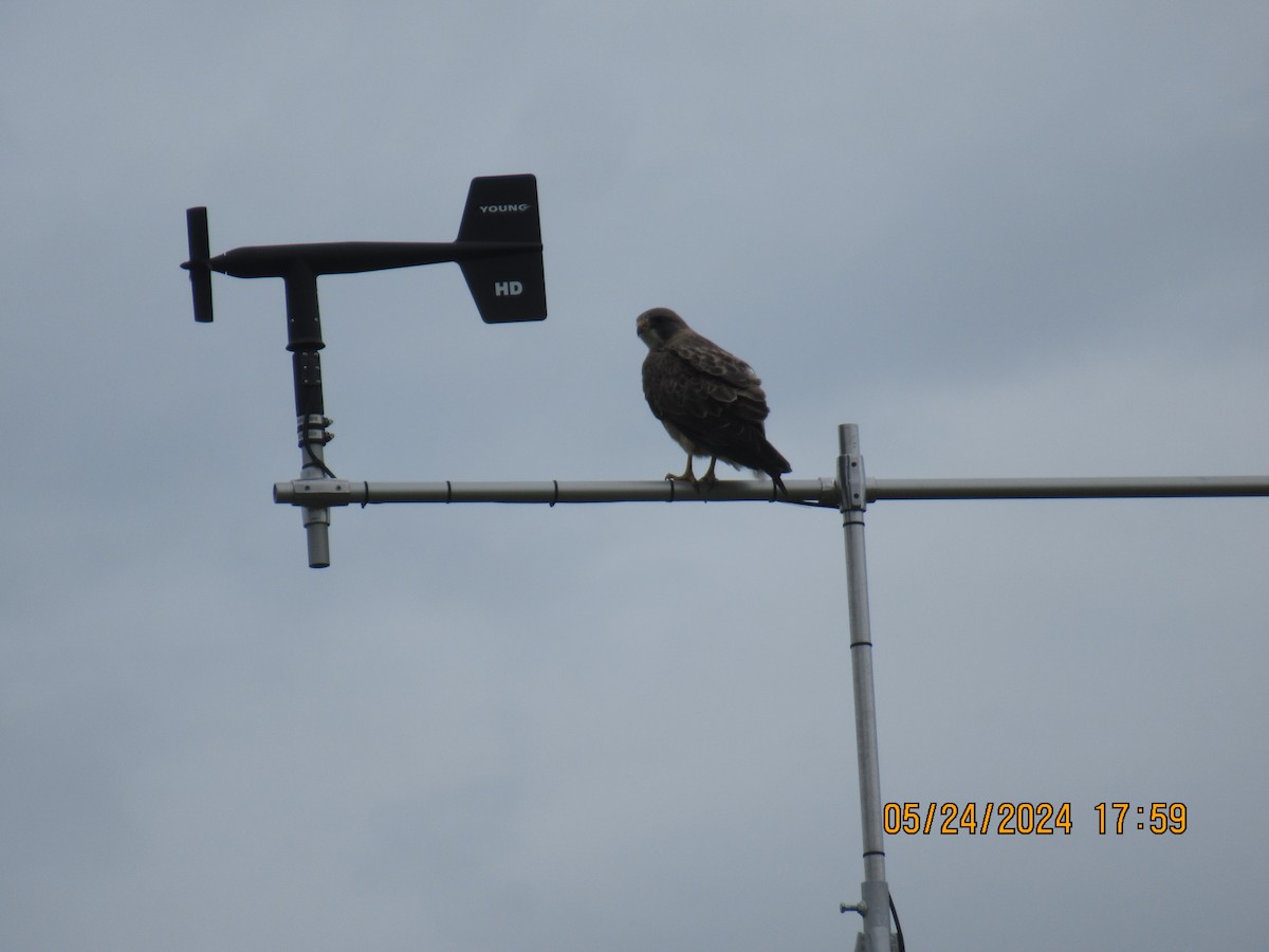 Red-tailed Hawk - ML620626470