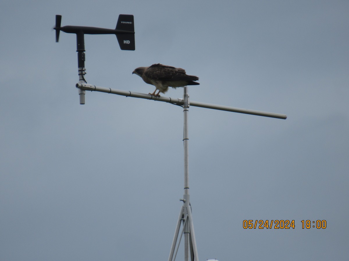 Red-tailed Hawk - ML620626471