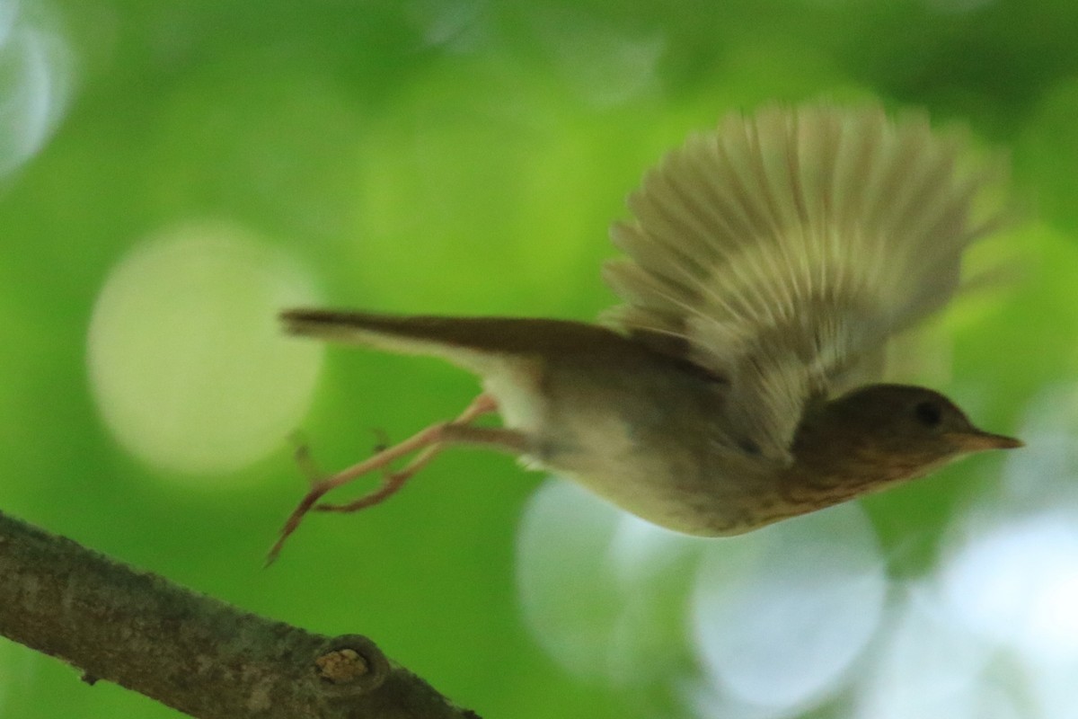 Hermit Thrush - ML620626473