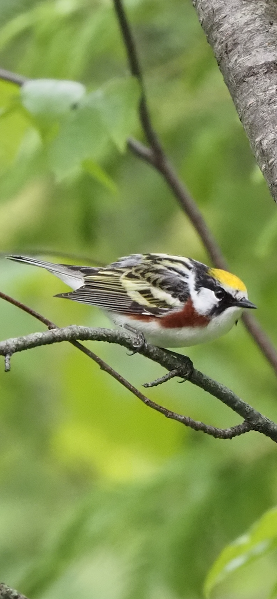 Chestnut-sided Warbler - ML620626479