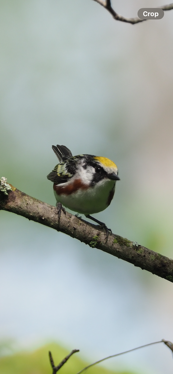 Chestnut-sided Warbler - ML620626480