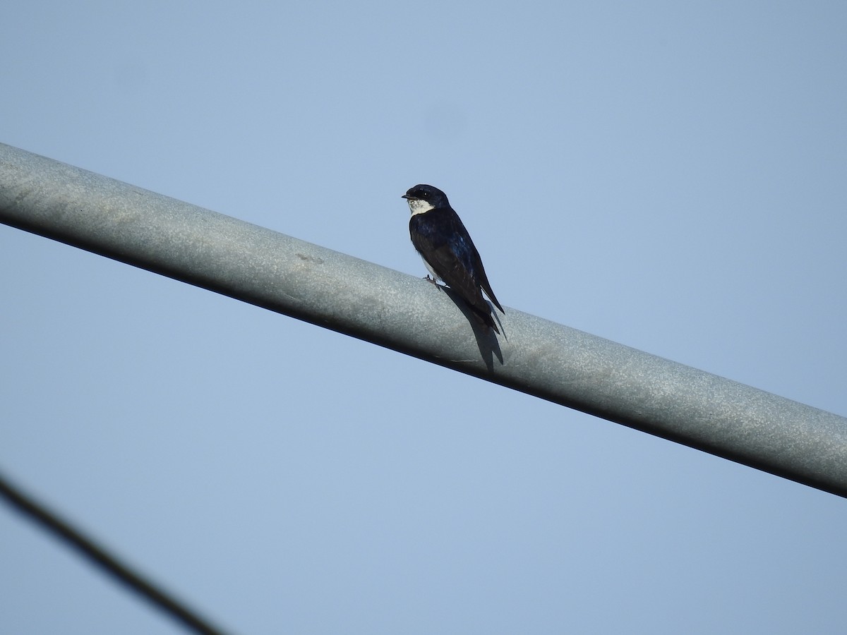 Blue-and-white Swallow - Coral Avilés Santiago