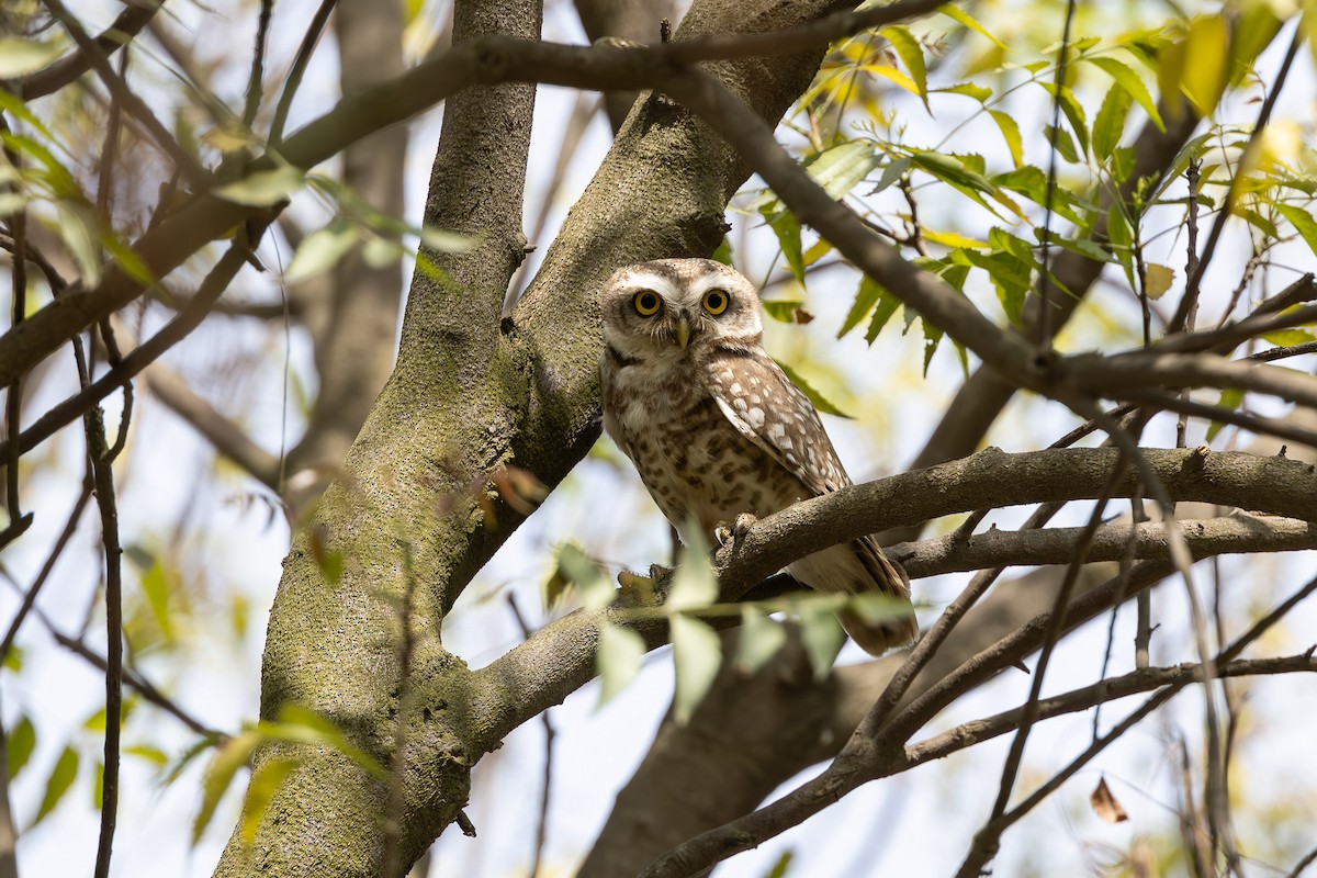 Spotted Owlet - ML620626484